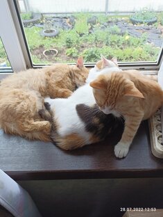 Мурена,Рыжик и сынок Басик