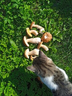 Хочет грибы! 