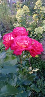 Уход за моими розами