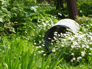 Комедия моей жизни