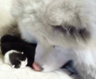 Пушистый нянь