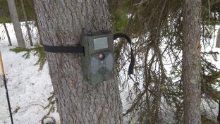 Фотоловушки/фото-охота