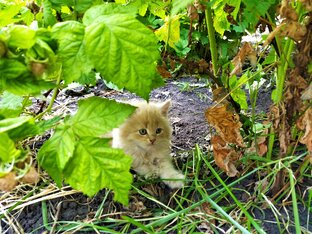 Коты Синеглазки