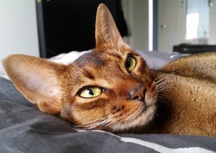 Про животных