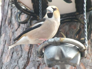 Птички Сибири