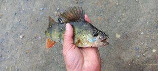 Окунь, и все о нем!