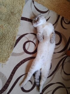 Шубка такая неуместная в жаркий день😽☀️☀️☀️