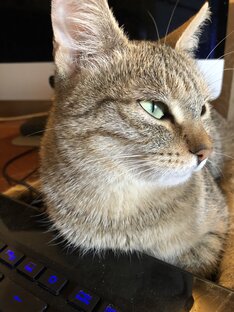 Спинальница