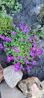 Альпийская горка