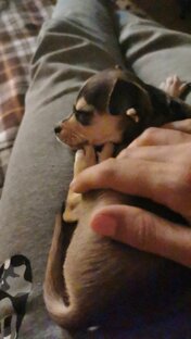 Ми Ми той-терьер