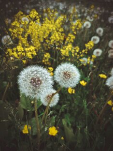 Обои на телефон