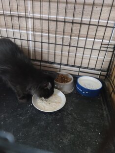 Секреты и проблемы любителя животных