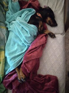 Статьи. Жизнь таксячья.