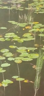 Утки спят на острове 🦆