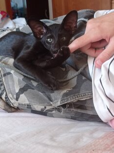 Ориентальный кот