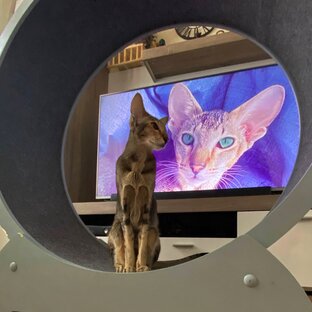 Беговое колесо