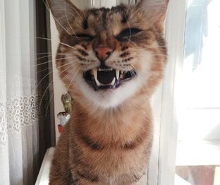 Интересное о кошках