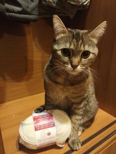 Кошачьи истории