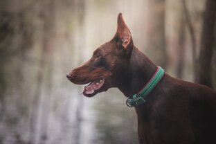 Животный мир