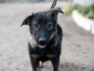 Лапа дружбы🐩🐕