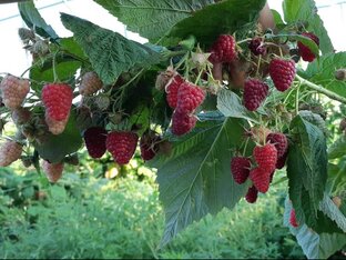 Обзоры сортов ежевики, малины и др. ягодных культур