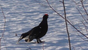 Охота на тетерева.