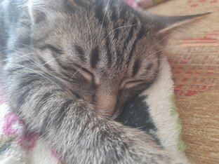 Кот Кузьма!