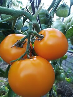 Томаты Гномы