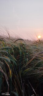 Покосные будни