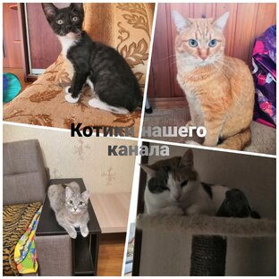 Говорящие коты