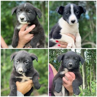 Щеночки грибочки 2022