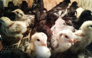 Куры,курятник,цыплята .