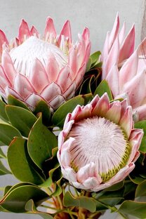 Мои рисунки, картины, наброски