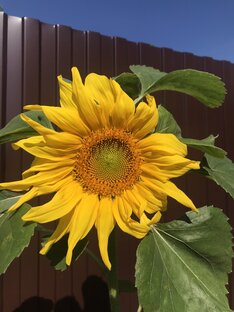 Жизнь как зебра.