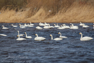Рубрика "Наблюдение дня"