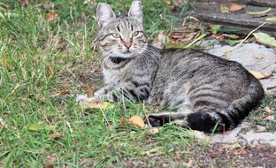 Кошки и собаки🐶🐩, и всякая другая живность. 