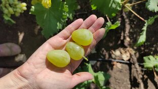 Обзор сортов винограда 