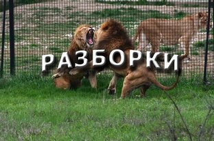Разборки