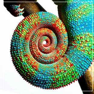 ГРЫЗУНЫ И ЭКЗОТЫ