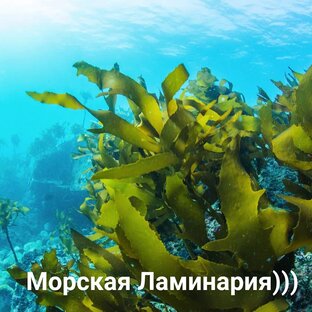 Разоблачения!!!