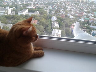 Что нового?