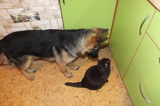 Собака Кира, кошка Прада, киса Сима и кошка Тома