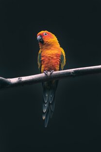 Факты о животных