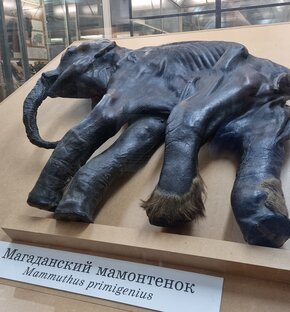 Интересные факты и искусство