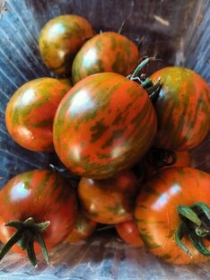 Уход за томатами