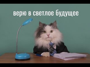 Котики