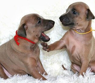 Левреткины заметки