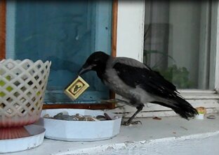 Ворона и другие...