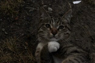 Коты 🐈‍⬛ 