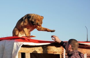 О «Надином Ковчеге»
